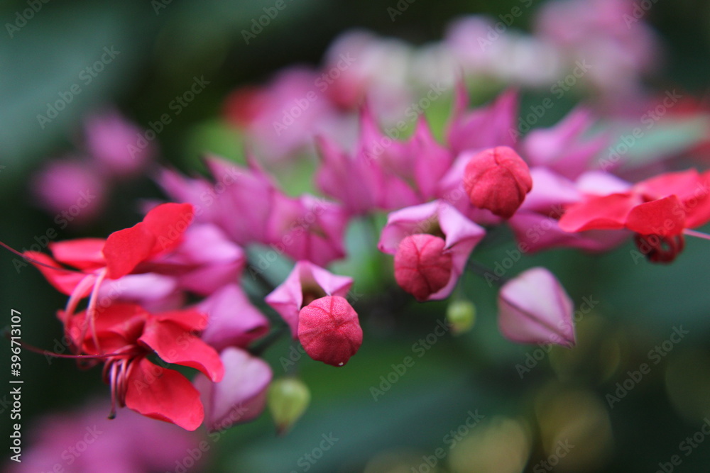 Obraz premium close up of pink flower