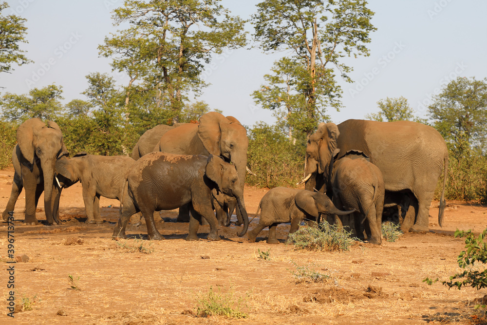 Fototapeta premium Afrikanischer Elefant / African elephant / Loxodonta africana.