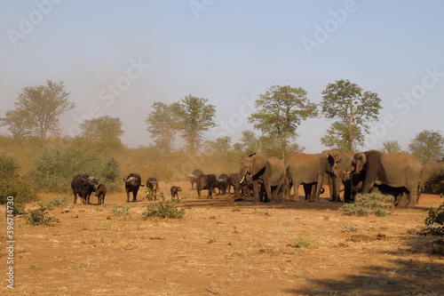 Afrikanischer Elefant und Kaffernbüffel / African elephant and Buffalo / Loxodonta africana et Syncerus caffer.