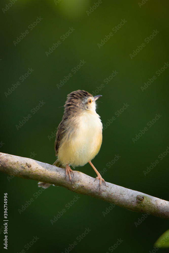 prinia bird, robin, nature, branch, animal, wildlife, wild, tree, beak, chaffinch, feather, garden, small, red, young, green, finch, spring, sparrow, birds, twig, songbird, perch, flycatcher, forest