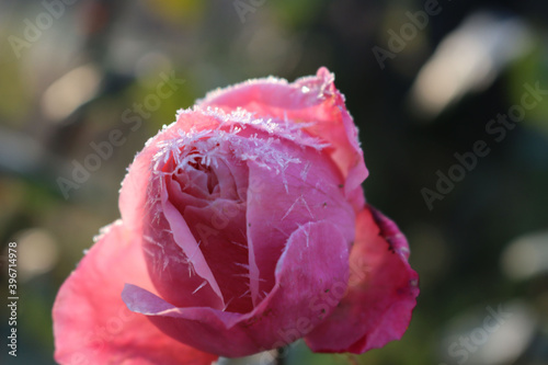 Fototapeta Naklejka Na Ścianę i Meble -  Frost on pink rose flower in the garden on winter season