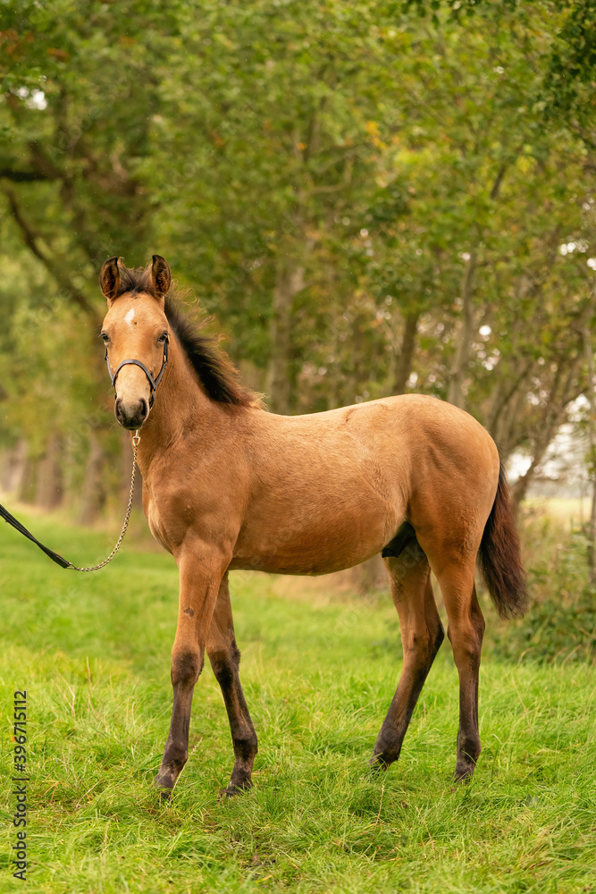 Portrait of buckskin foal, the horse with halter stands in the forest. Autumn sun