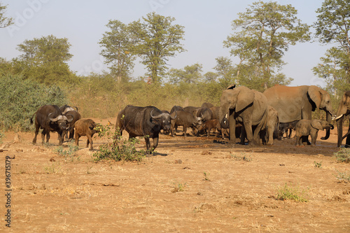 Afrikanischer Elefant und Kaffernbüffel / African elephant and Buffalo / Loxodonta africana et Syncerus caffer. © Ludwig