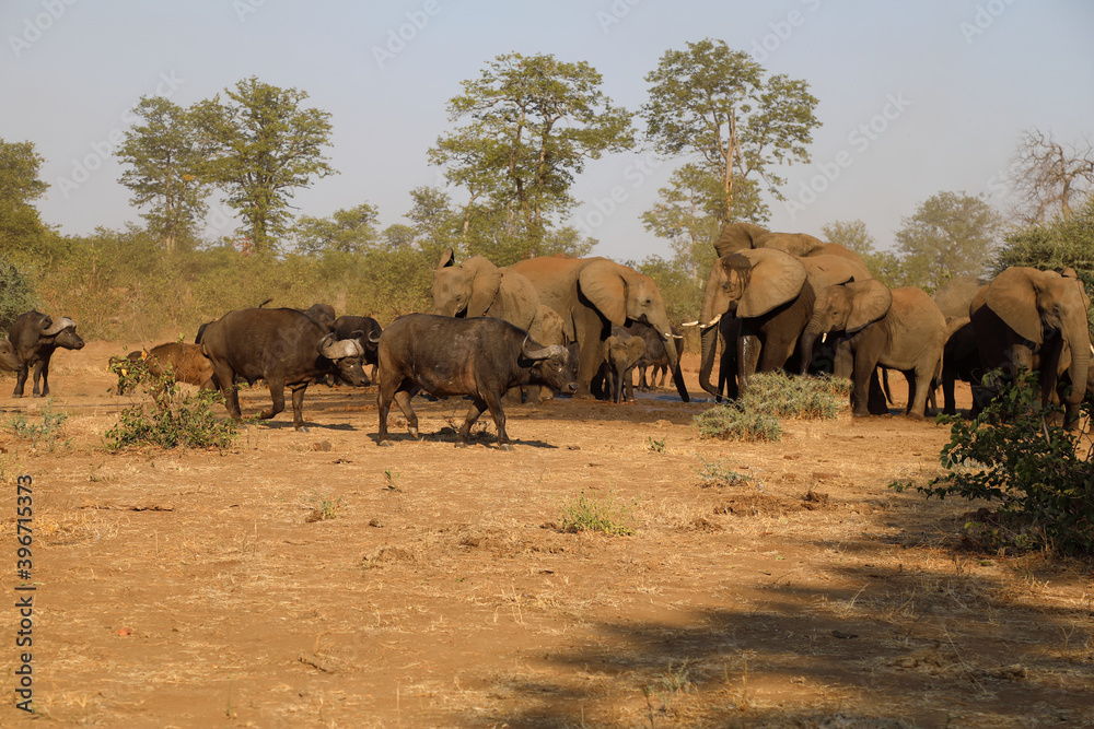 Afrikanischer Elefant und Kaffernbüffel / African elephant and Buffalo / Loxodonta africana et Syncerus caffer. Afrikanischer Elefant und Kaffernbüffel / African elephant and Buffalo / Loxodonta africana et Syncerus caffer.