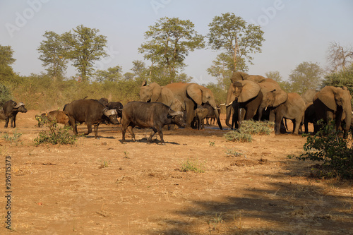 Afrikanischer Elefant und Kaffernbüffel / African elephant and Buffalo / Loxodonta africana et Syncerus caffer.