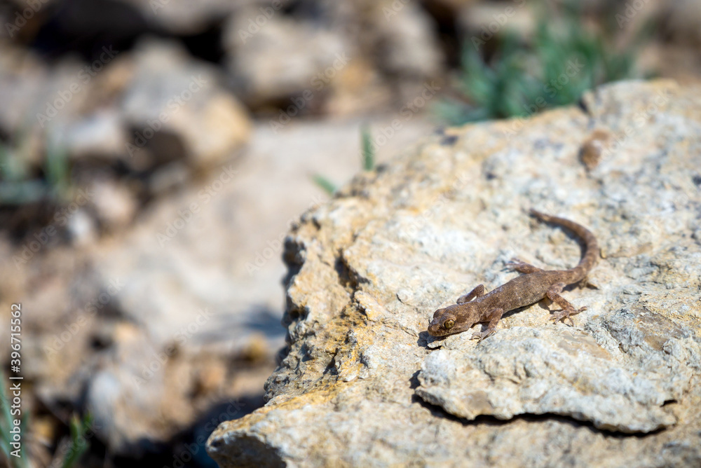 Even-fingered gecko genus Alcophyllex or squeaky gecko in wild nature Even-fingered gecko genus Alcophyllex or squeaky gecko in wild nature