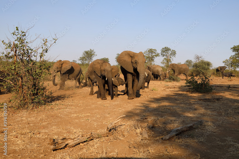 Afrikanischer Elefant und Kaffernbüffel / African elephant and Buffalo / Loxodonta africana et Syncerus caffer.