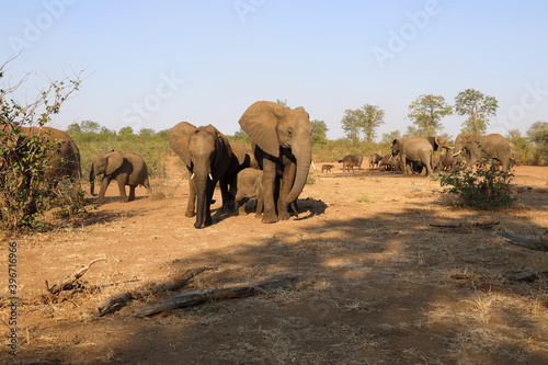 Afrikanischer Elefant und Kaffernb  ffel   African elephant and Buffalo   Loxodonta africana et Syncerus caffer.