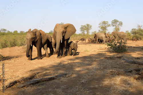 Afrikanischer Elefant und Kaffernb  ffel   African elephant and Buffalo   Loxodonta africana et Syncerus caffer.
