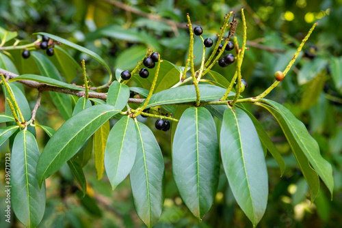 Bild auf Leinwand Prunus laurocerasus or Otto Luyken - berries of cherry laurel