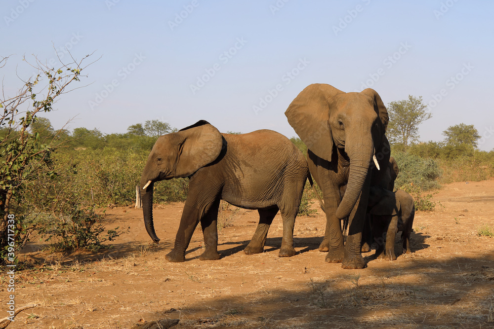 Fototapeta premium Afrikanischer Elefant / African elephant / Loxodonta africana.