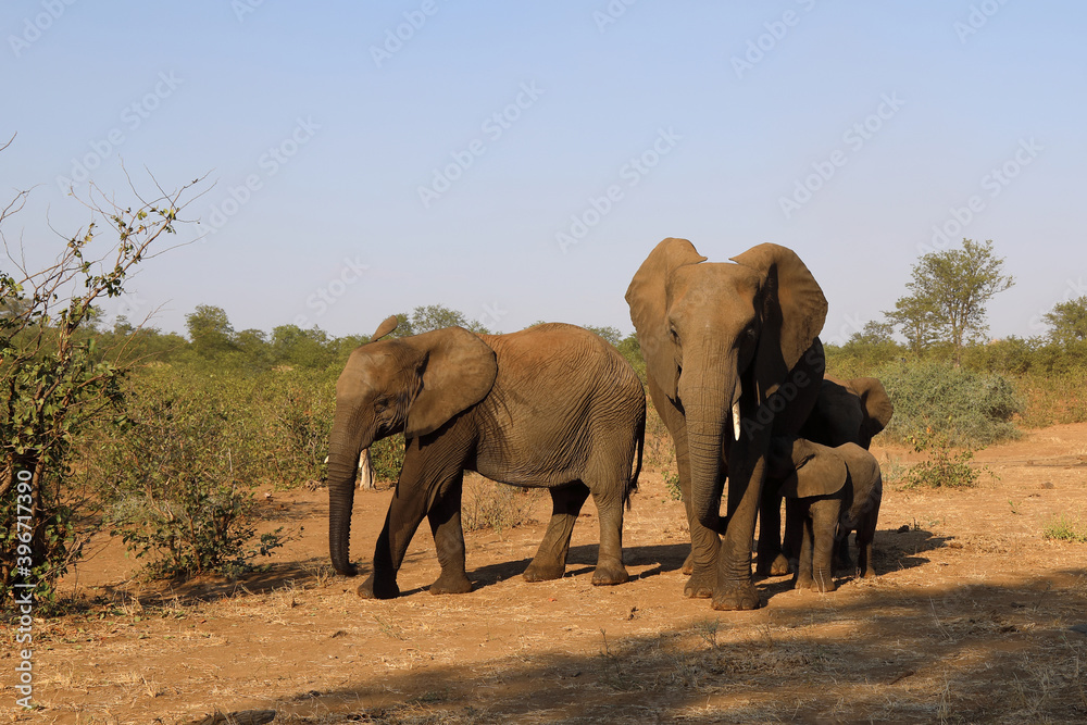 Afrikanischer Elefant / African elephant / Loxodonta africana.