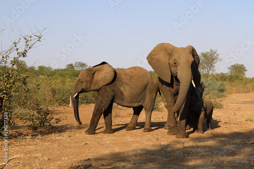 Afrikanischer Elefant / African elephant / Loxodonta africana.