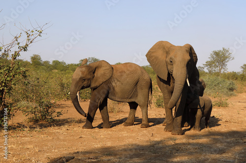 Afrikanischer Elefant / African elephant / Loxodonta africana.