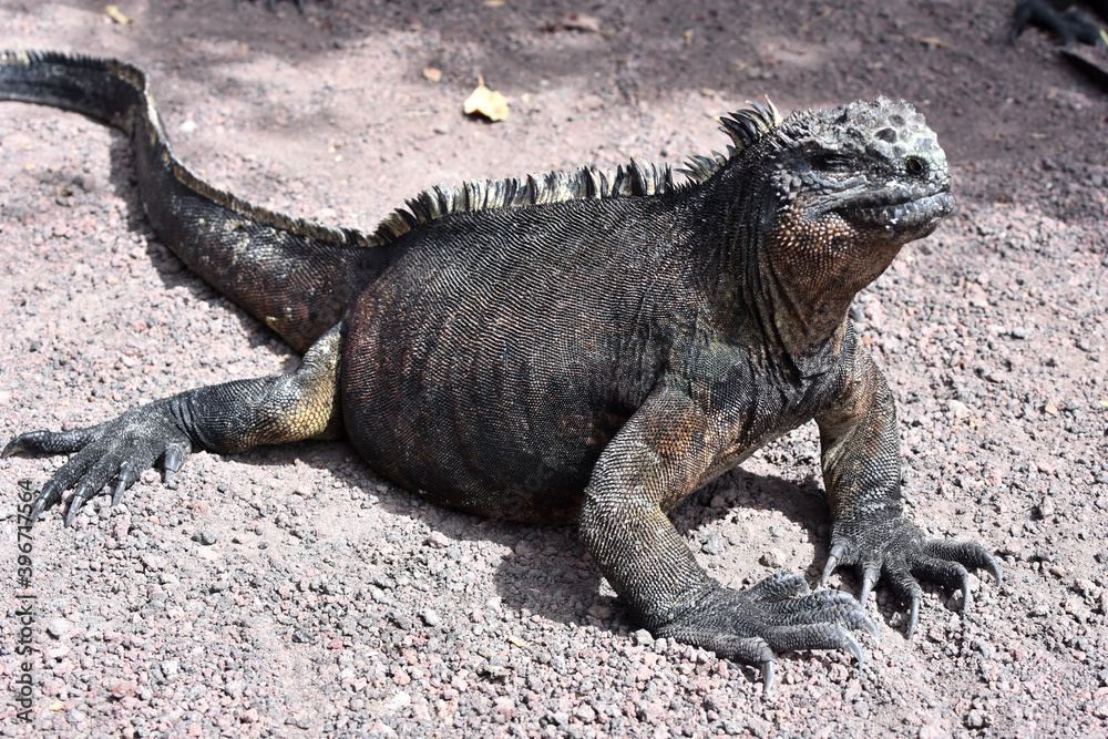Fototapeta premium Galapagos marine iguana in Galapagos Islands, Ecuador