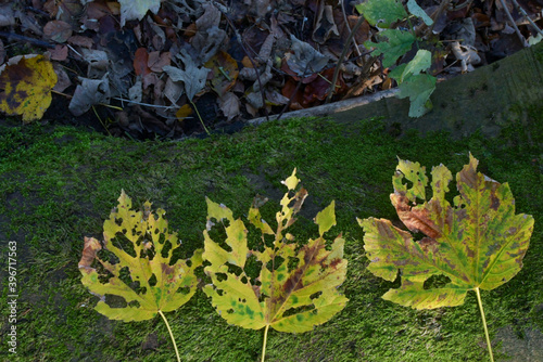 autumn leaves in the forest