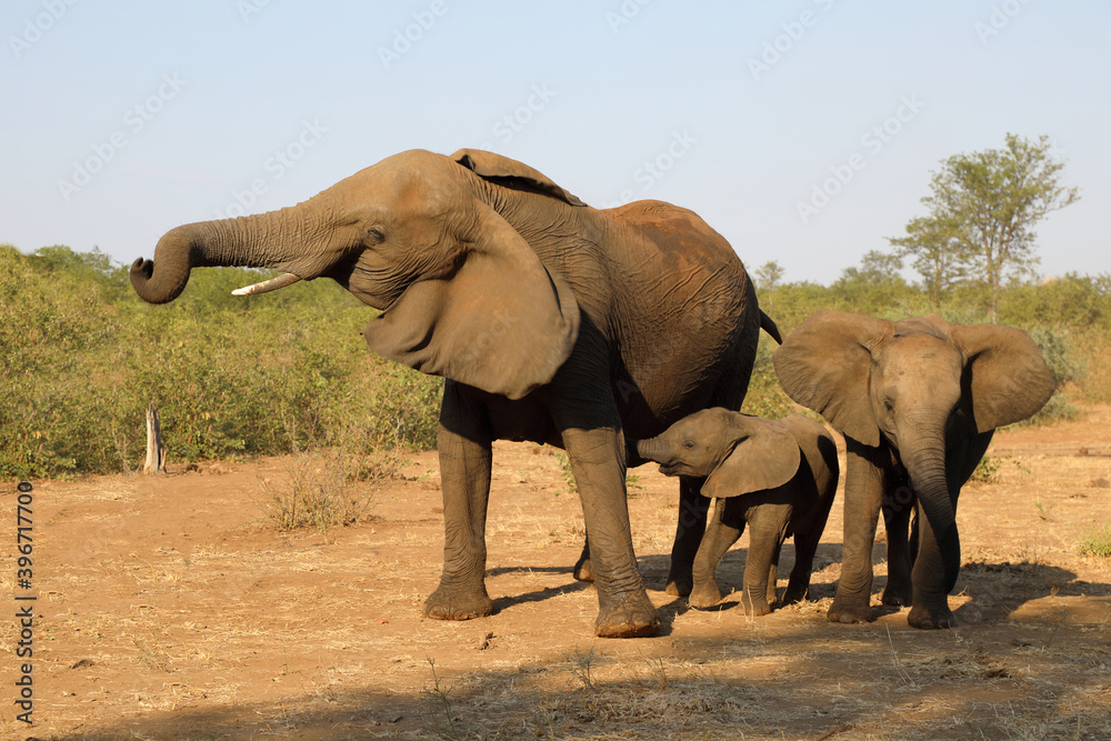 Obraz premium Afrikanischer Elefant / African elephant / Loxodonta africana.