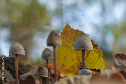 autumn leaves in the wood