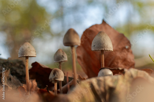 mushrooms in the forest
