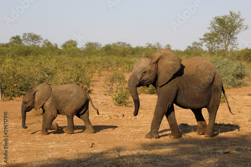 Afrikanischer Elefant / African elephant / Loxodonta africana.