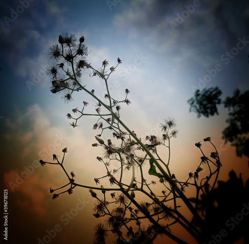 silhouette of a dry flower in the sunset