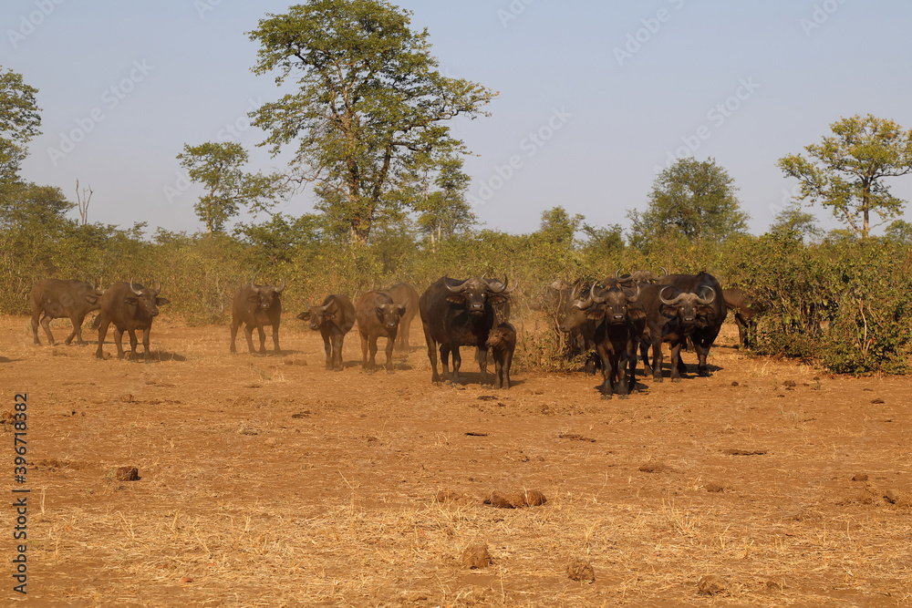 Kaffernbüffel / Buffalo / Syncerus caffer........ Kaffernbüffel / Buffalo / Syncerus caffer........