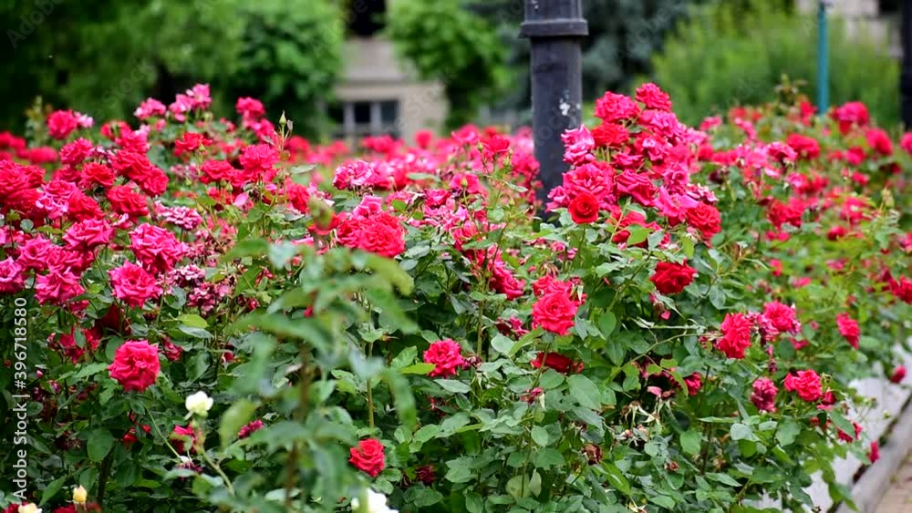 Red roses close up. very beautiful summer flowers. Red roses close up. very beautiful summer flowers.