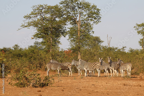 Fototapeta Naklejka Na Ścianę i Meble -  Steppenzebra / Burchell's zebra / Equus burchellii