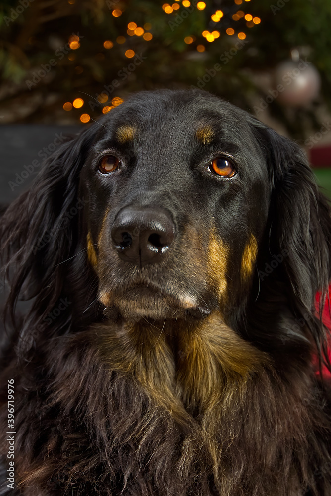 Hovawart dog portrait. Close-up shoot of a black Hovawart dog, with christmas tree on background.