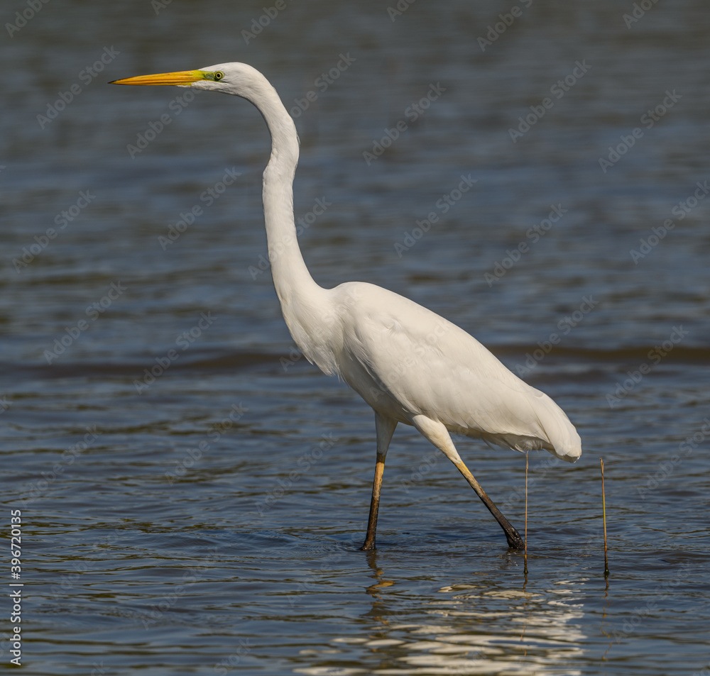 Obraz premium great egret (Ardea alba) alias common, large or great white egret or heron wading in pond