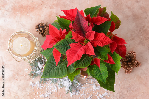 Poinsettia plant with red a...