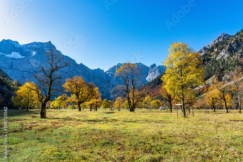 Fototapeta Naklejka Na Ścianę i Meble -  maple trees at Ahornboden, Karwendel mountains, Tyrol, Austria