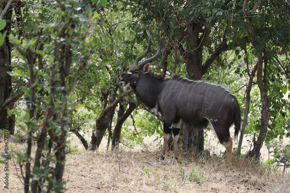 Nyala / Nyala / Tragelaphus angasii. Nyala / Nyala / Tragelaphus angasii.