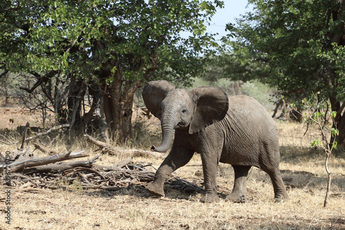 Afrikanischer Elefant   African elephant   Loxodonta africana.