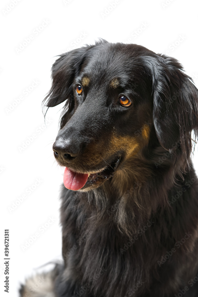 Hovawart dog portrait. Close-up shoot of a black Hovawart dog, isolated