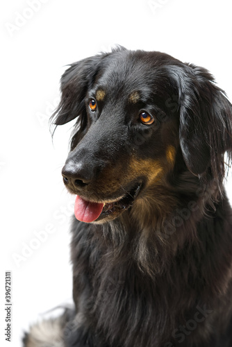 Hovawart dog portrait. Close-up shoot of a black Hovawart dog, isolated © Ilja