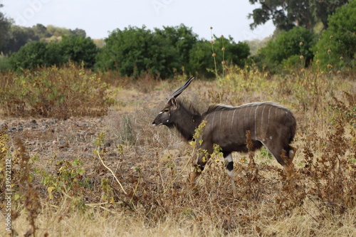 Nyala / Nyala / Tragelaphus angasii.