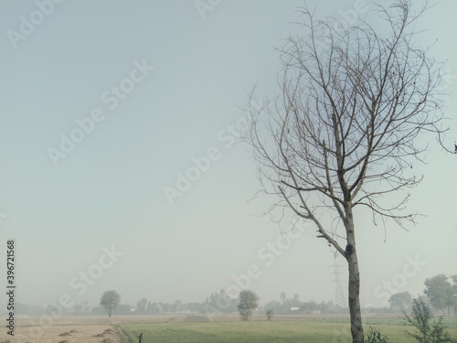 Tree in the smog