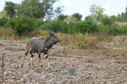 Nyala   Nyala   Tragelaphus angasii.