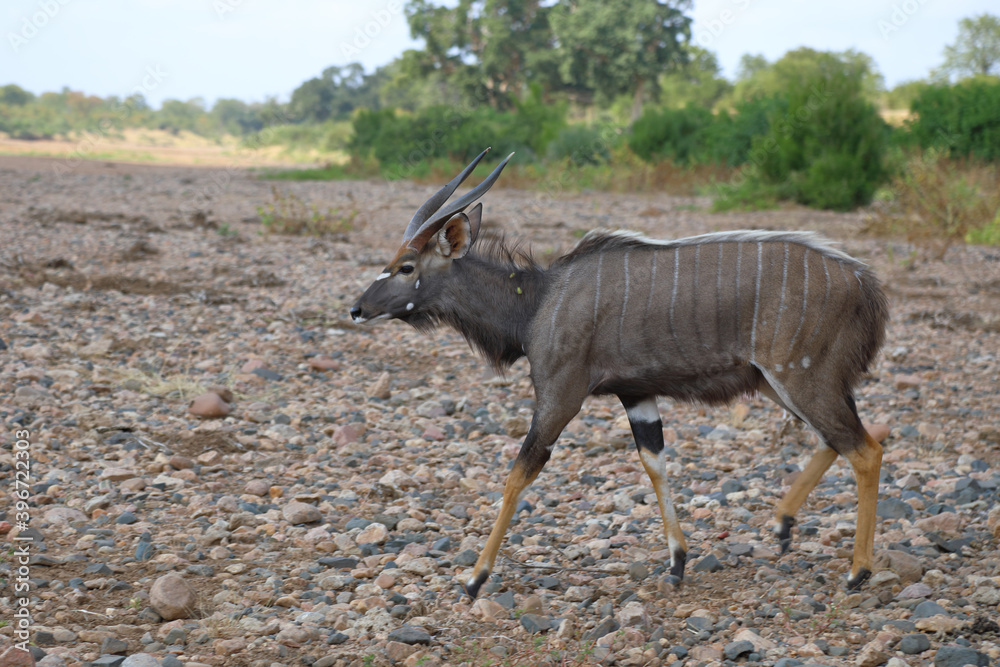Naklejka premium Nyala / Nyala / Tragelaphus angasii.