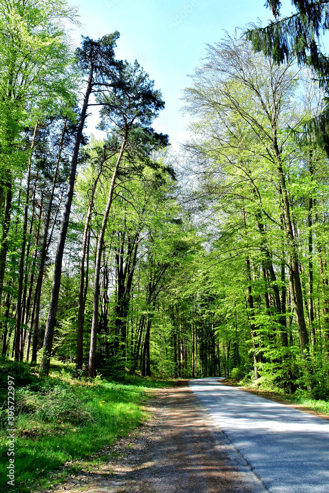 Fototapeta premium Schmale Straße in den frühlingshaften Wald