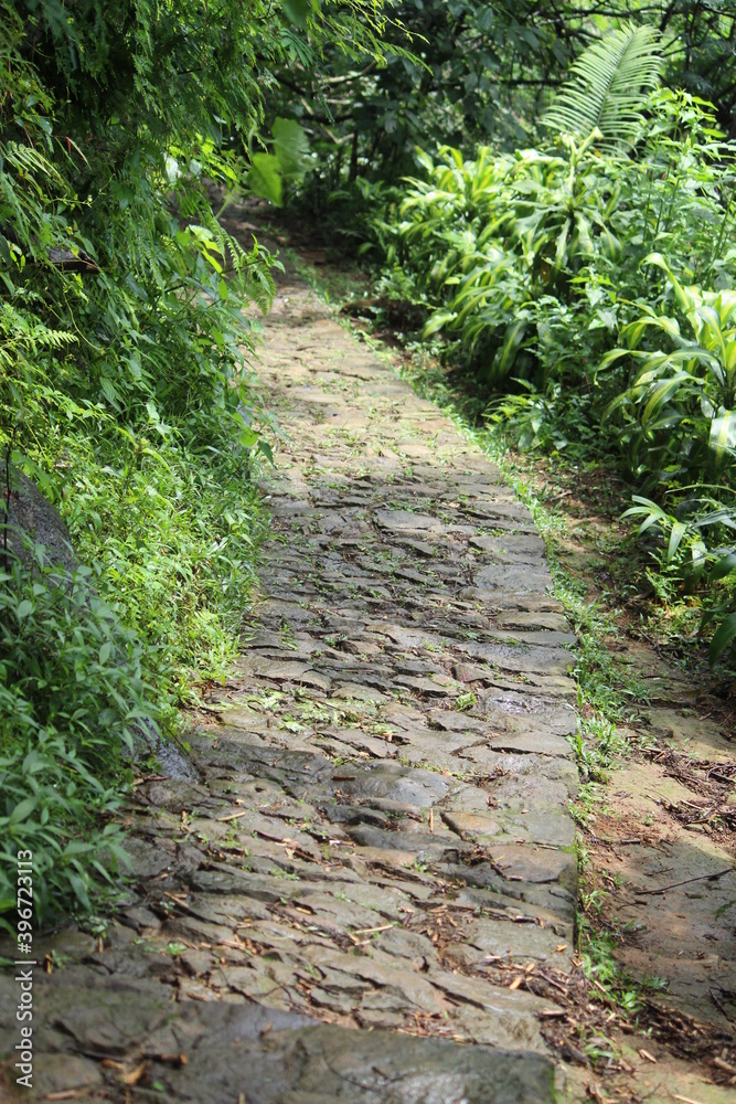 Rocky road in a forest