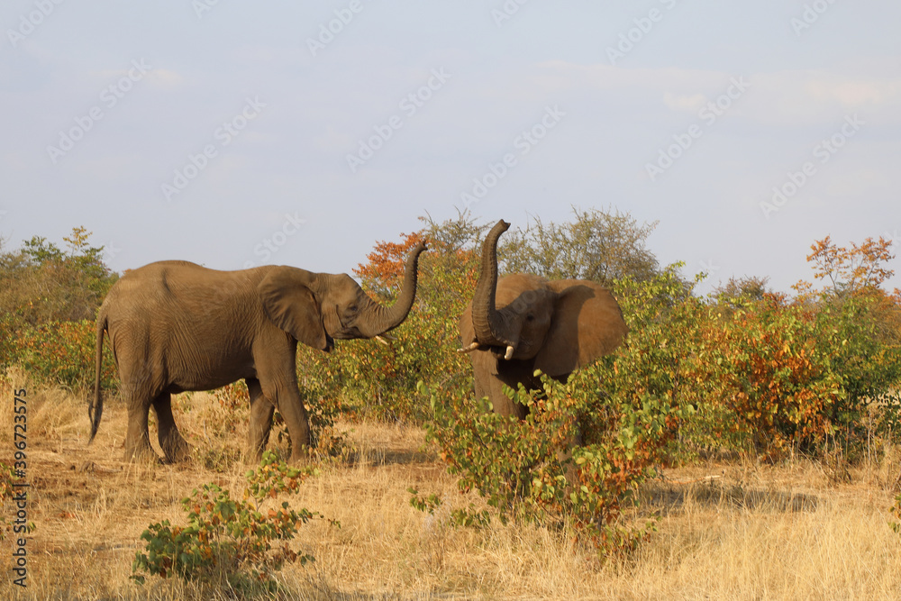 Afrikanischer Elefant / African elephant / Loxodonta africana