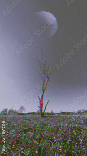 Dry tree without leaves in green meadow