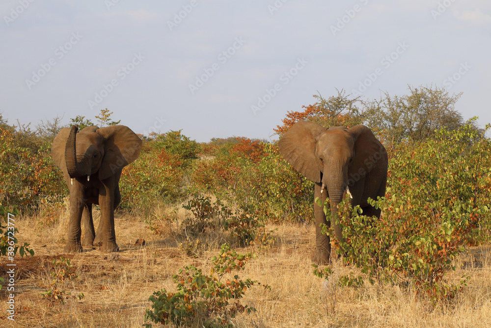 Afrikanischer Elefant / African elephant / Loxodonta africana Afrikanischer Elefant / African elephant / Loxodonta africana