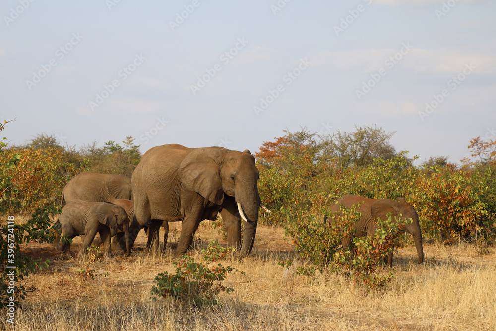 Obraz premium Afrikanischer Elefant / African elephant / Loxodonta africana.