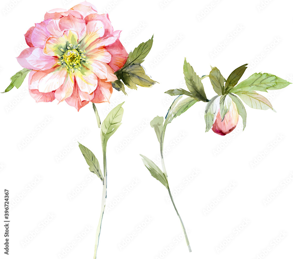 Fototapeta premium Watercolor illustration of flowers and leaves.Manual composition.Design for cover, fabric, textile, wrapping paper .