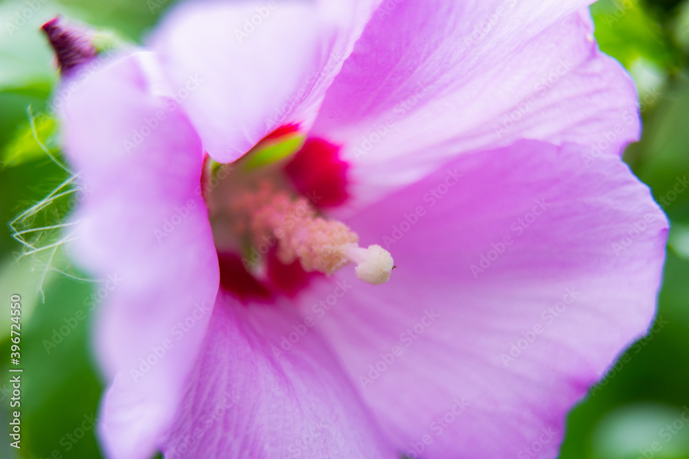Lilac hibiscus flower in the tropical garden Lilac hibiscus flower in the tropical garden