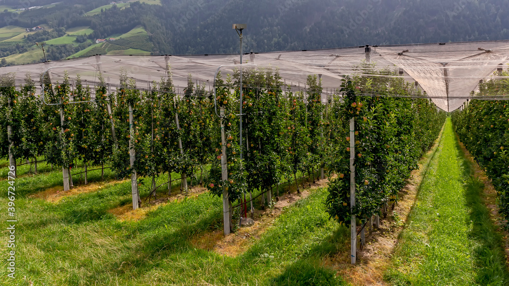 Intensive apple plantations in Val Venosta, Italy, are protected by nets at the top and have irrigation systems for the summer