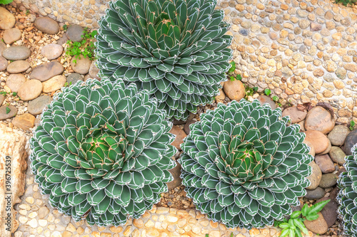 Top view queen victoria agave in the garden